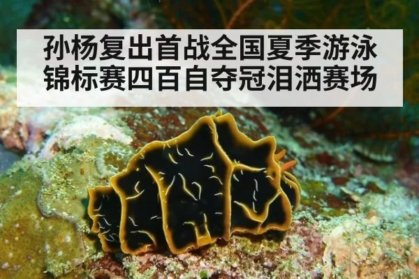 孙杨复出首战全国夏季游泳锦标赛四百自夺冠泪洒赛场